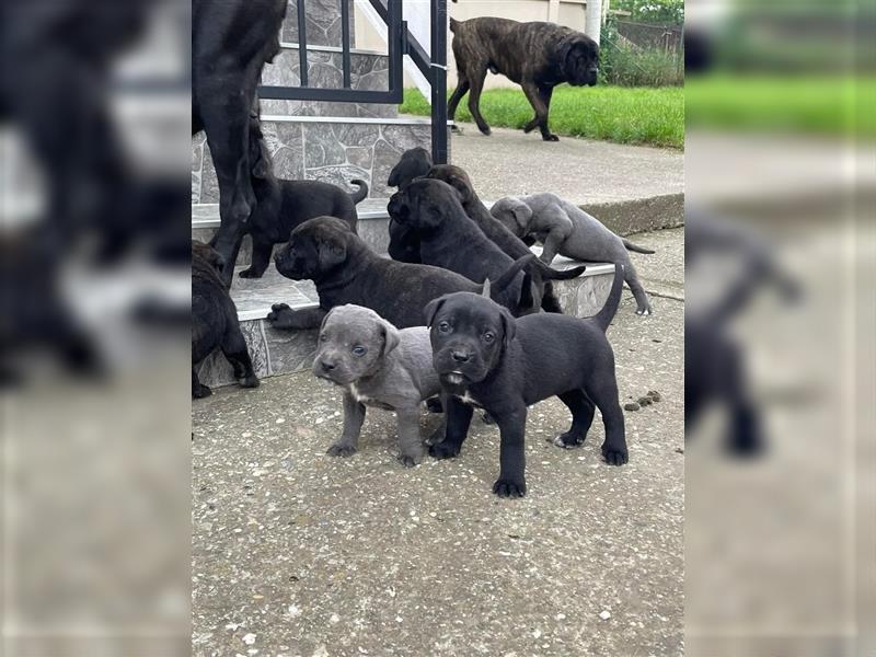 Cane Corso Welpen zu verkaufen