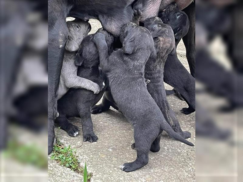 Cane Corso Welpen zu verkaufen