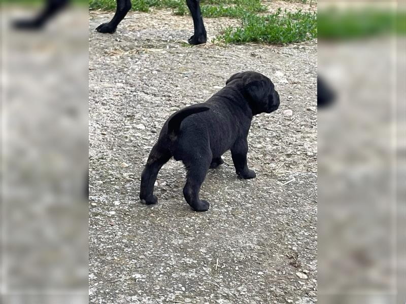 Cane Corso Welpen zu verkaufen