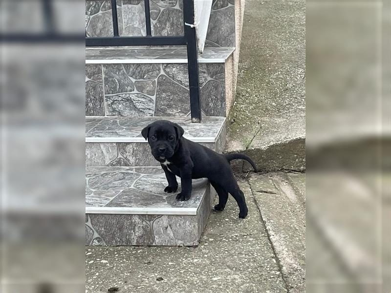 Cane Corso Welpen zu verkaufen