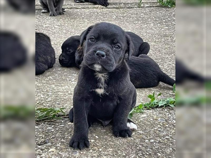 Cane Corso Welpen zu verkaufen