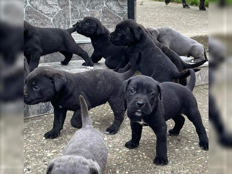 Cane Corso Welpen zu verkaufen