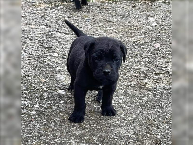 Cane Corso Welpen zu verkaufen