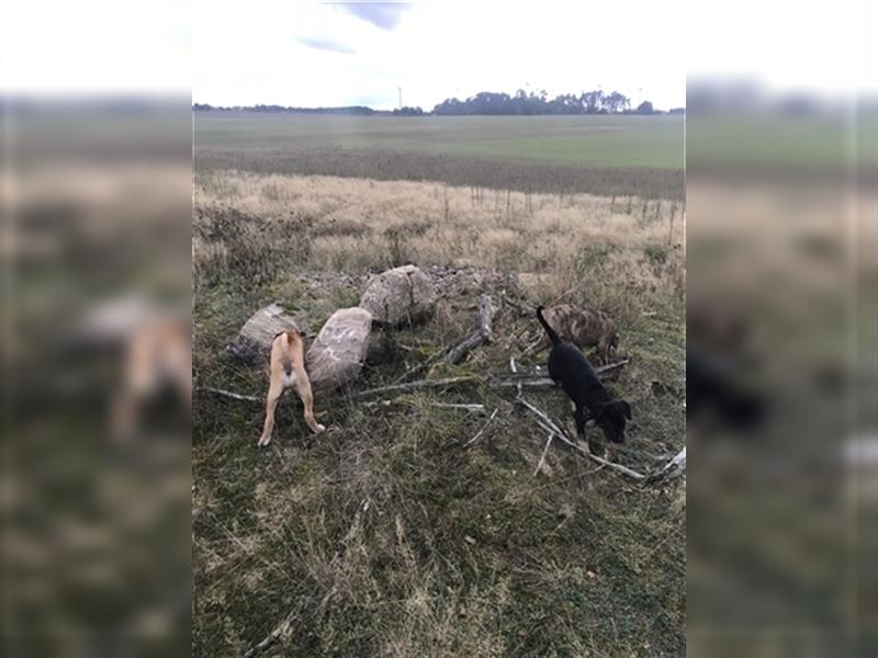 Cane Corso Mischlingswelpen suchen ein zu Hause