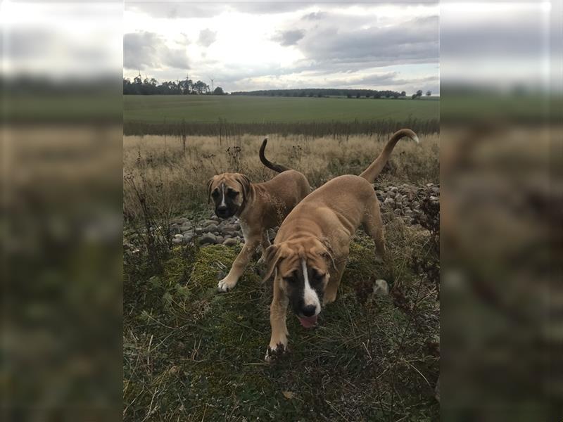 Cane Corso Mischlingswelpen suchen ein zu Hause