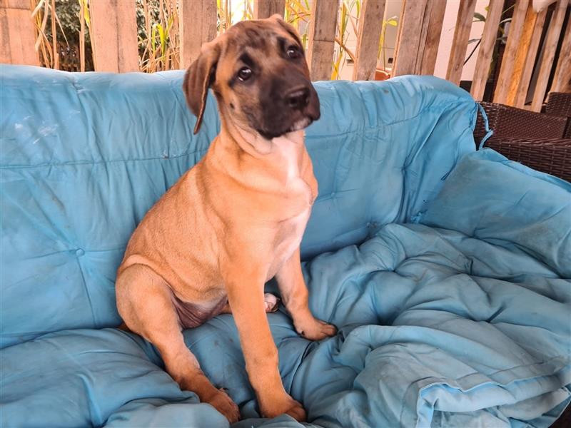 Cane Corso Mischlingswelpen suchen ein zu Hause