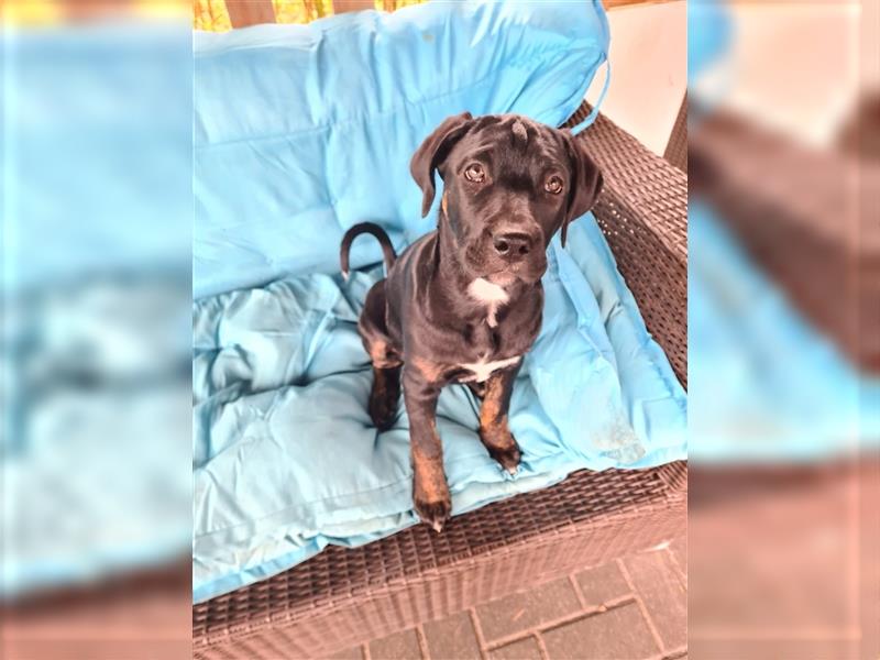 Cane Corso Mischlingswelpen suchen ein zu Hause