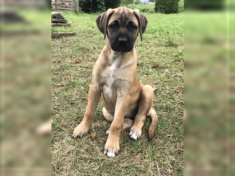 Cane Corso Mischlingswelpen suchen ein zu Hause