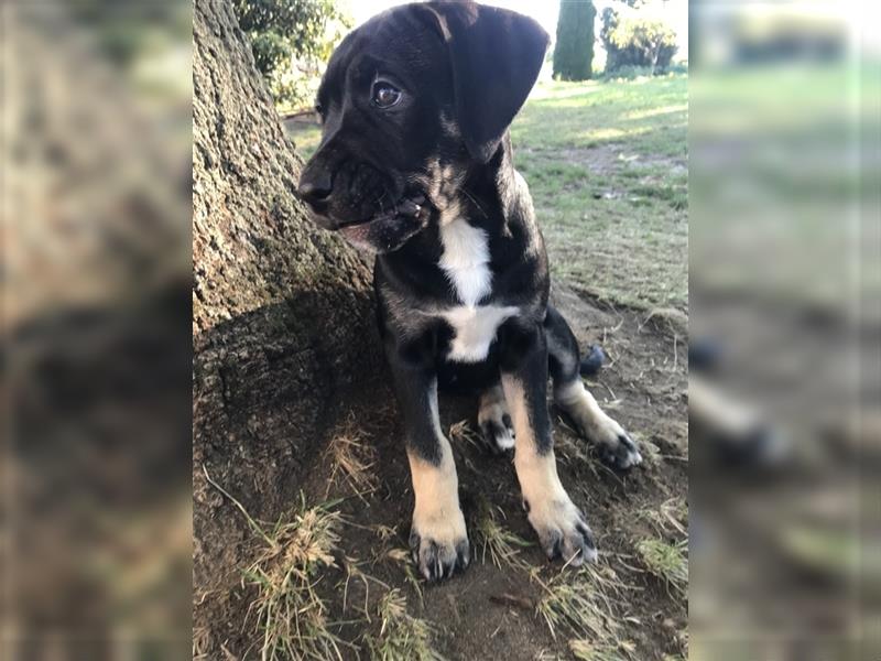 Cane Corso Mischlingswelpen suchen ein zu Hause