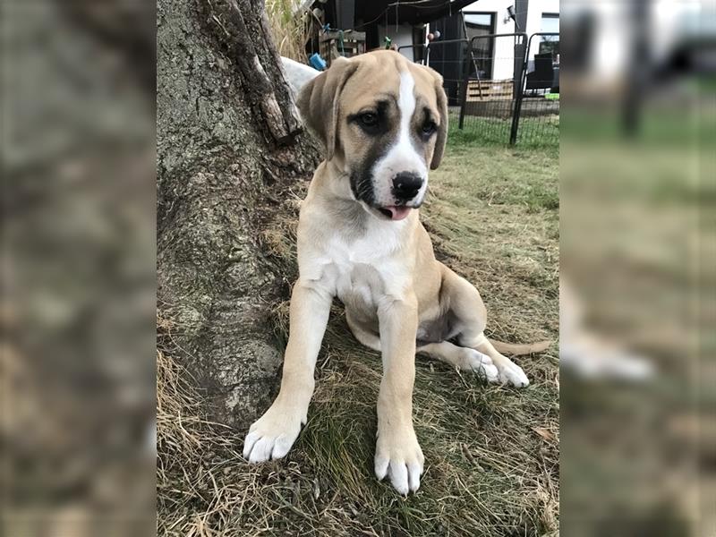 Cane Corso Mischlingswelpen suchen ein zu Hause