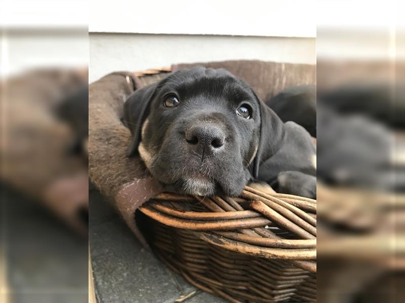 Cane Corso Mischlingswelpen suchen ein zu Hause