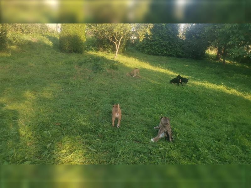 Cane Corso Mischlingswelpen suchen ein zu Hause