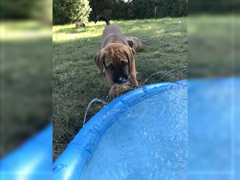 Cane Corso Mischlingswelpen suchen ein zu Hause