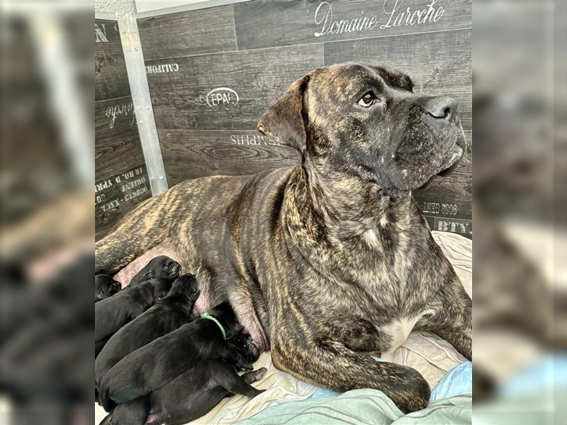 CANE CORSO Welpen Reinrassig