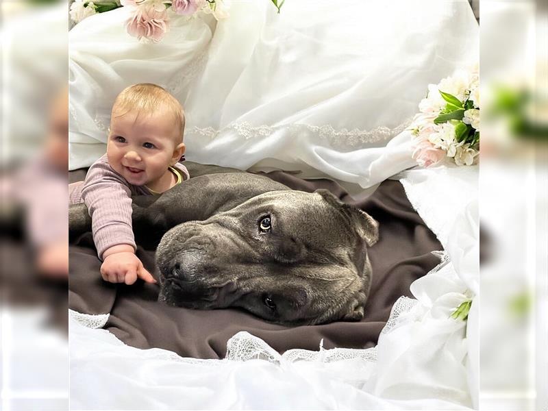 CANE CORSO Welpen Reinrassig