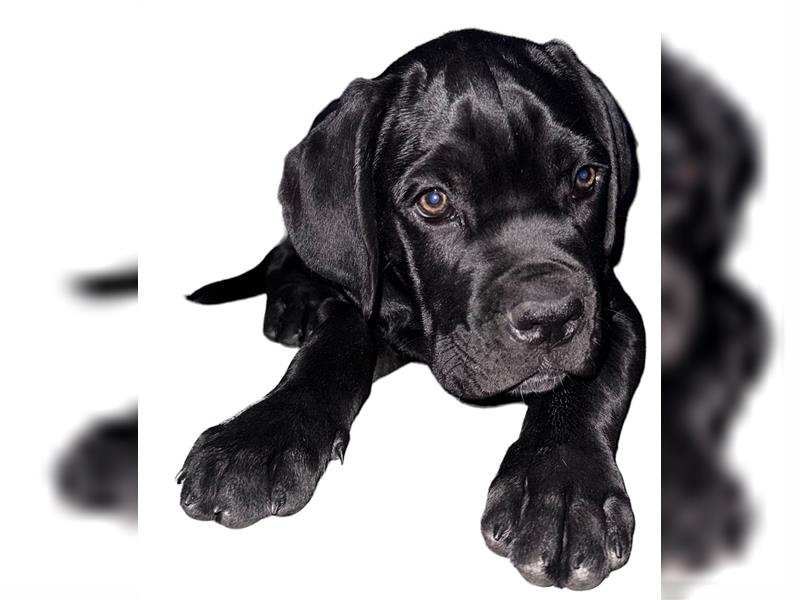 CANE CORSO Welpen Reinrassig