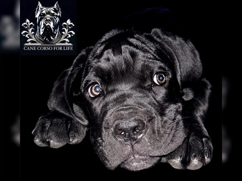 CANE CORSO Welpen Reinrassig