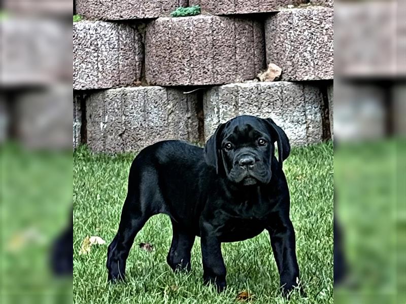 CANE CORSO Welpen Reinrassig