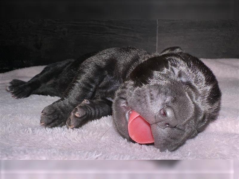 CANE CORSO Welpen Reinrassig