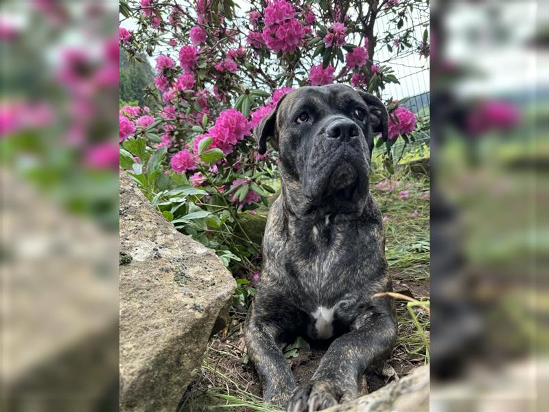 CANE CORSO Welpen Reinrassig