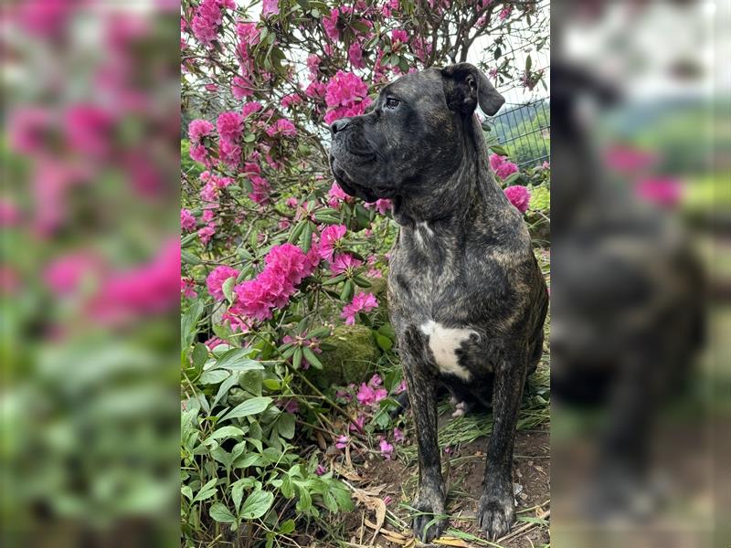 CANE CORSO Welpen Reinrassig