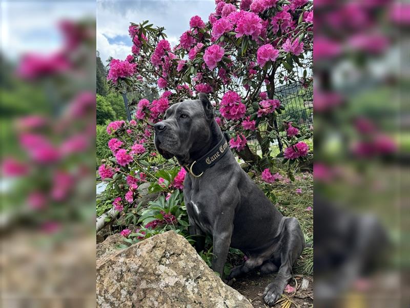 CANE CORSO Welpen Reinrassig