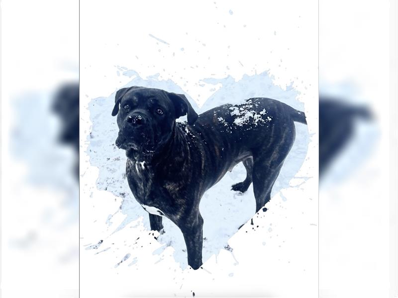 CANE CORSO Welpen Reinrassig