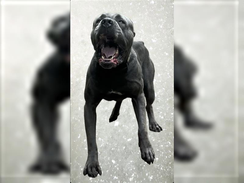 CANE CORSO Welpen Reinrassig