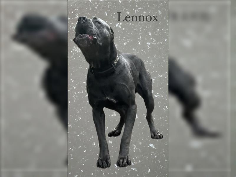 CANE CORSO Welpen Reinrassig