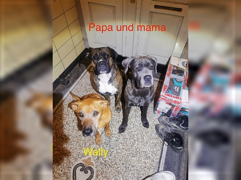 12wochen alt, 10 Cane Corso/Dogo Canarion Hunde Welpen suchen ein liebevolles Zuhause!