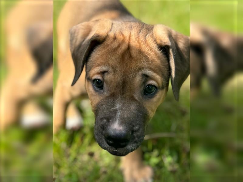 Cane Corso-Mix Welpen