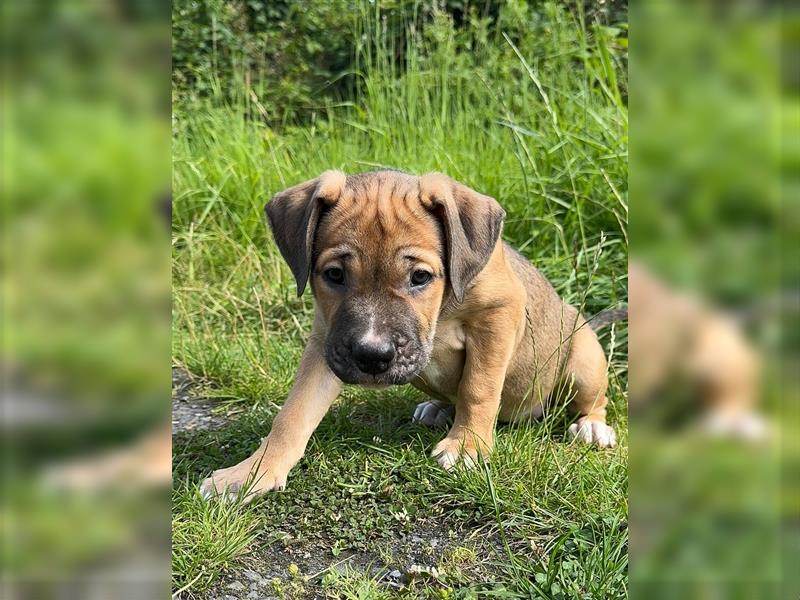 Cane Corso-Mix Welpen