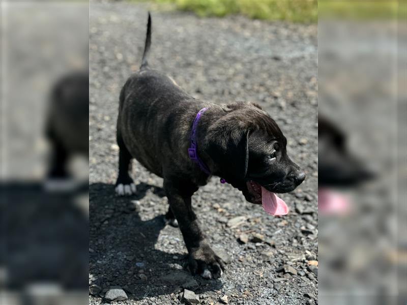 Cane Corso-Mix Welpen