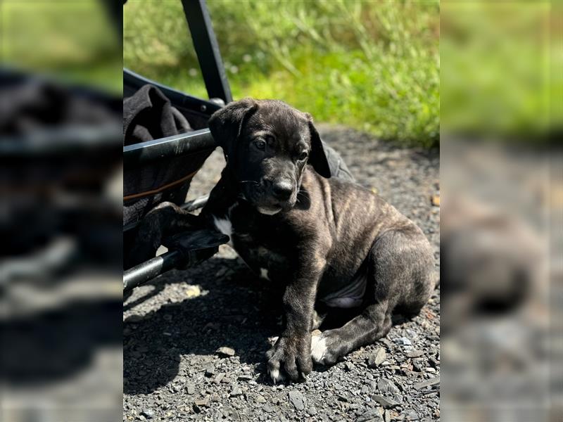 Cane Corso-Mix Welpen