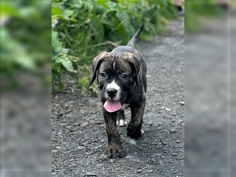 Cane Corso-Mix Welpen