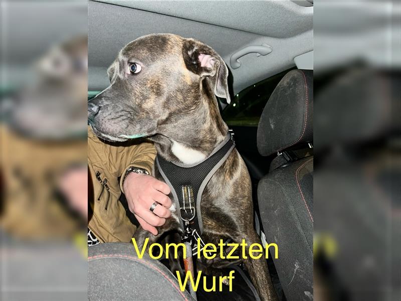 12wochen alt, 10 Cane Corso/Dogo Canarion Hunde Welpen suchen ein liebevolles Zuhause!