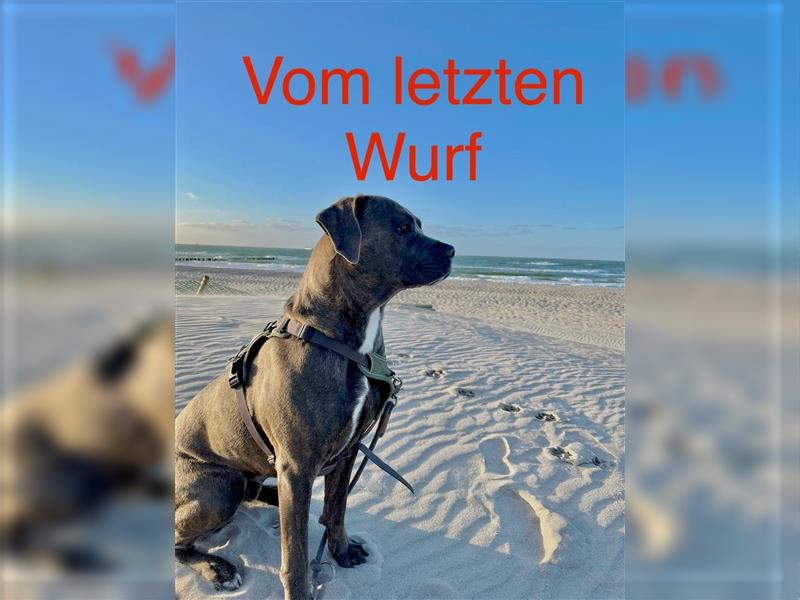 12wochen alt, 10 Cane Corso/Dogo Canarion Hunde Welpen suchen ein liebevolles Zuhause!