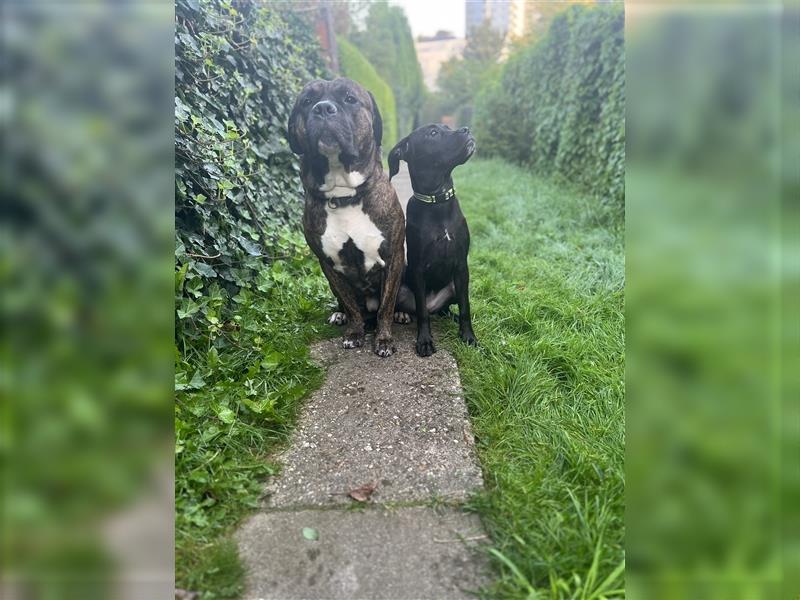 12wochen alt, 10 Cane Corso/Dogo Canarion Hunde Welpen suchen ein liebevolles Zuhause!