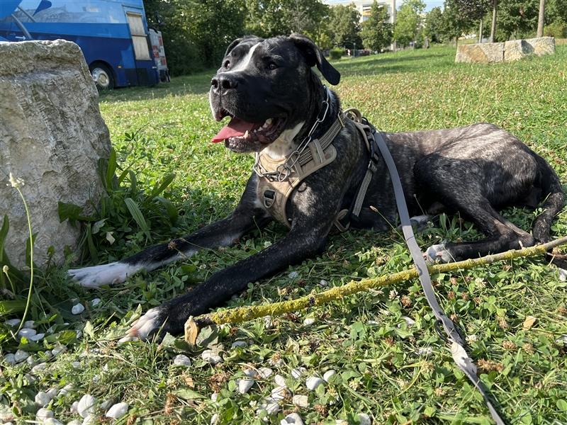 Cane Corso x Dogo Argentino Hündin sucht