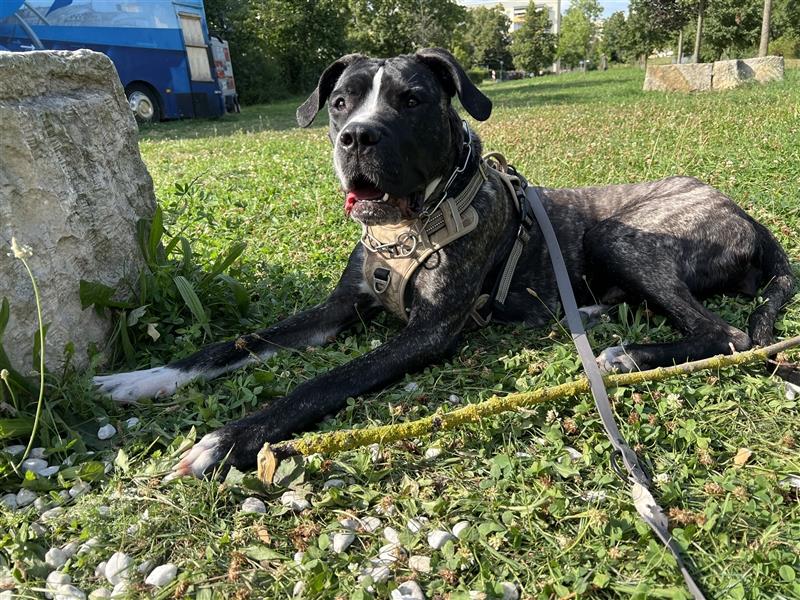 Cane Corso x Dogo Argentino Hündin sucht