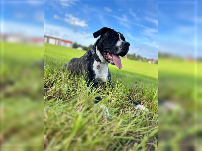 Cane Corso x Dogo Argentino Hündin sucht