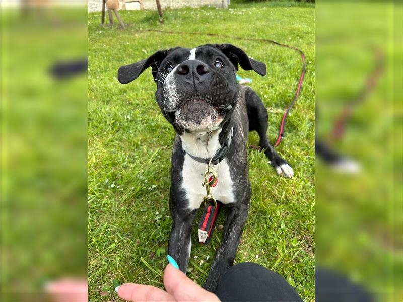 Cane Corso x Dogo Argentino Hündin sucht