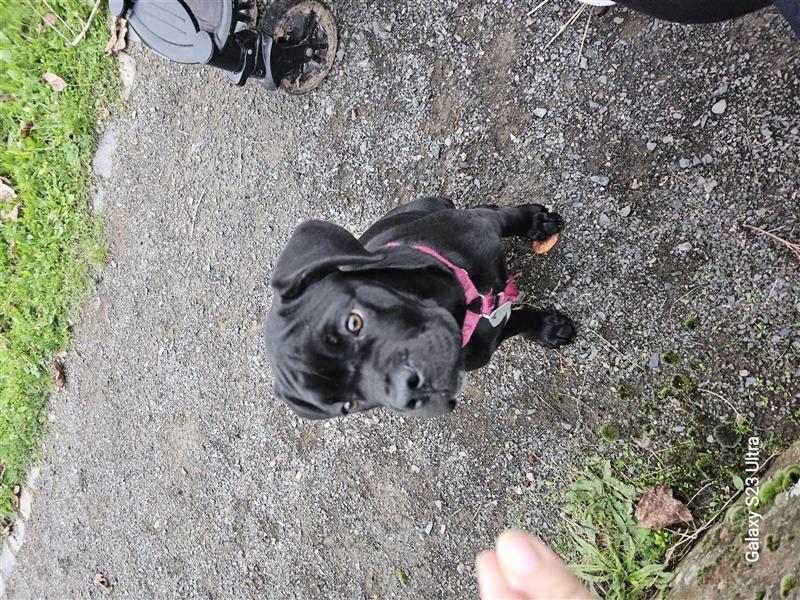 Cane corso welpen zu verkaufen