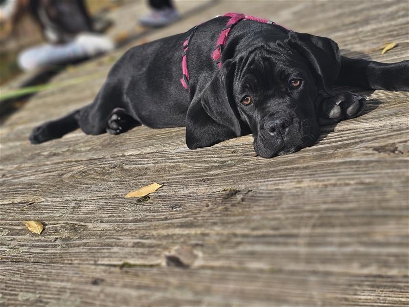 Cane corso welpen zu verkaufen