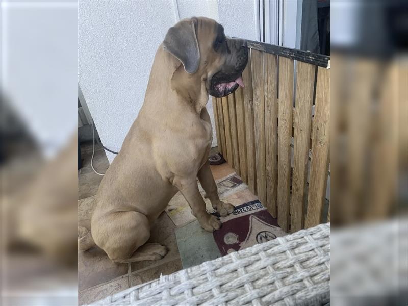 Cane Corso Hündin