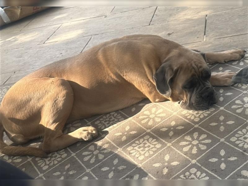 Cane Corso Hündin