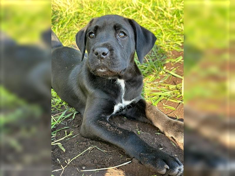 Cane Corso / Schäferhundmix