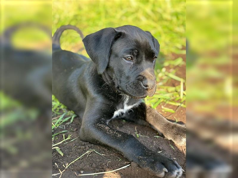 Cane Corso / Schäferhundmix