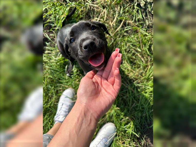 Cane Corso / Schäferhundmix