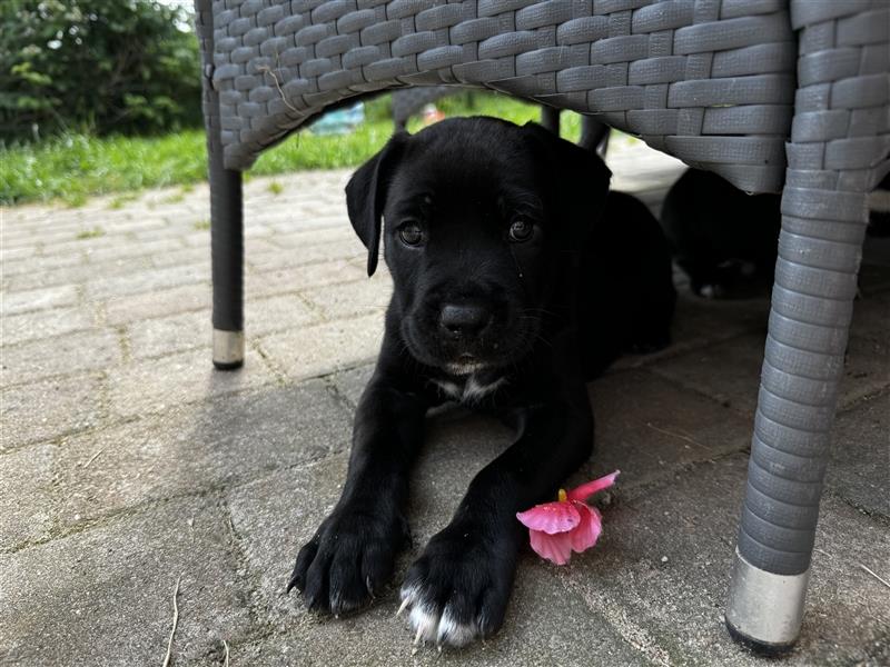 Cane Corso / Schäferhundmix